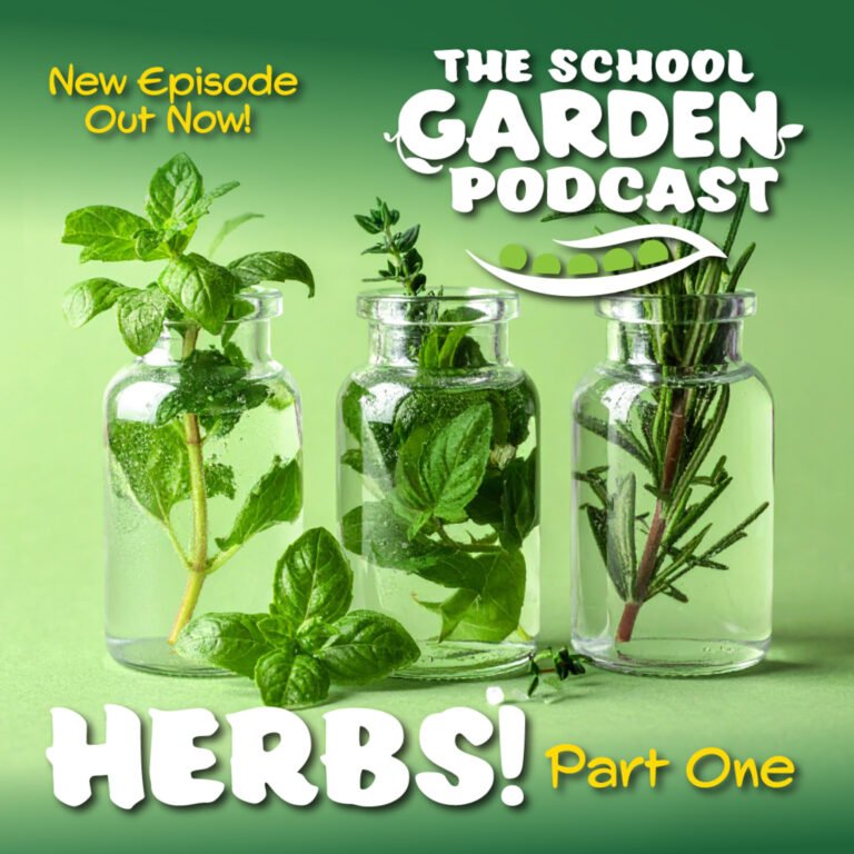 Herbs: More than Flavor in our School Gardens (Part One)